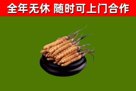 青白江回收冬虫夏草